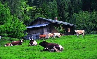 农场西南农庄爆料视频,农场爆料视频带你探秘田园生活 第1张 农场西南农庄爆料视频,农场爆料视频带你探秘田园生活 第1张